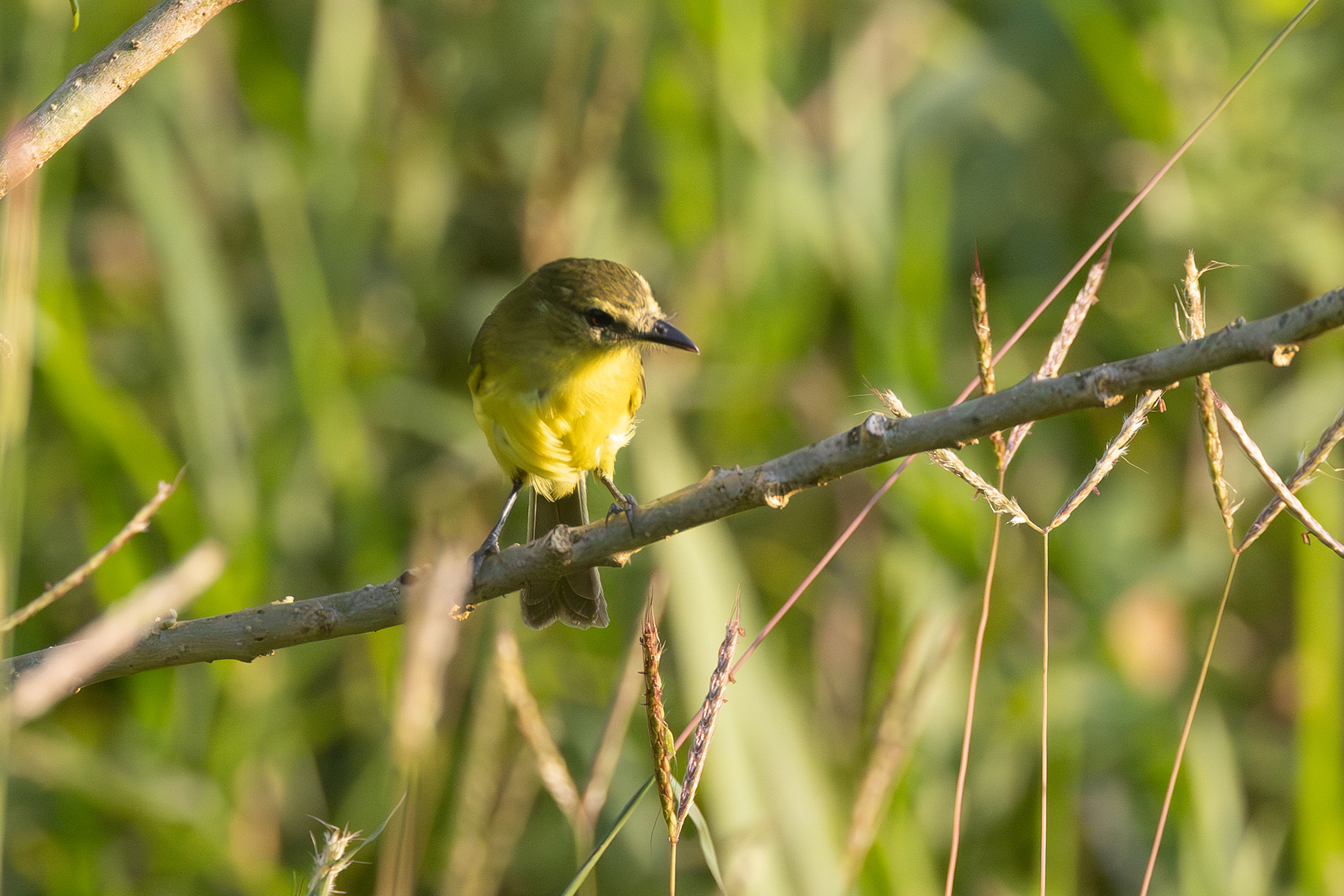 Yellow Tyrannulet illustration