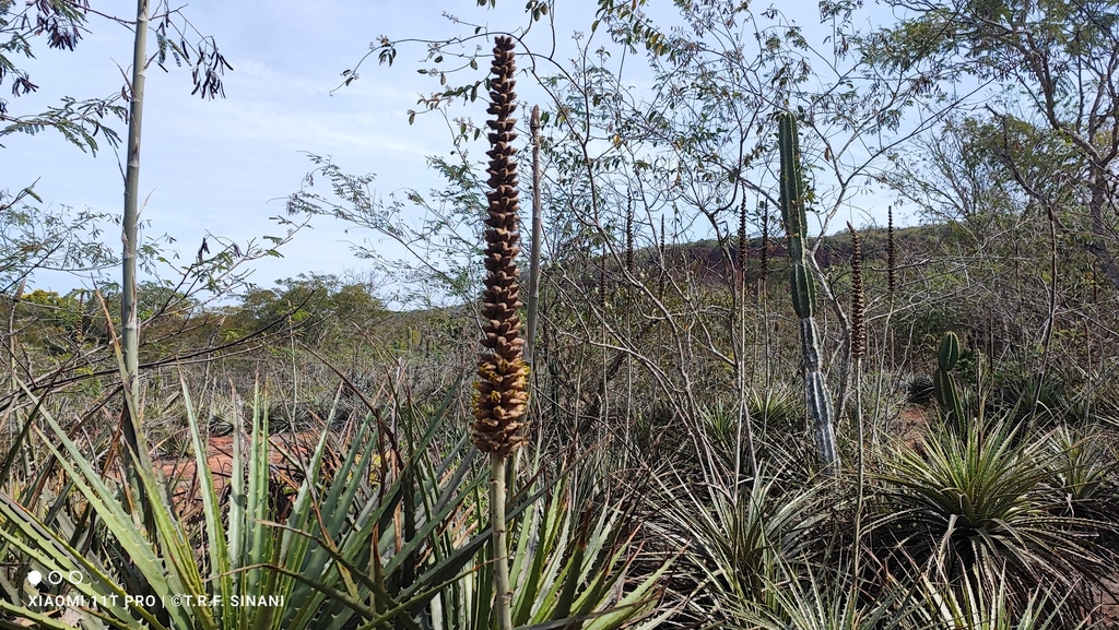Dyckia ferruginea