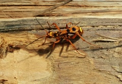 Sphictostethus gravesii