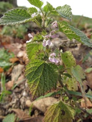 Ballota nigra