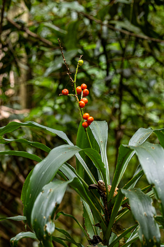 Foto de Dracena