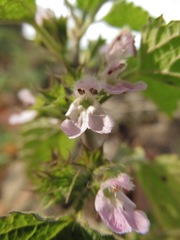 Ballota nigra