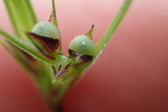 Scleria ciliata