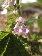 Ballota nigra