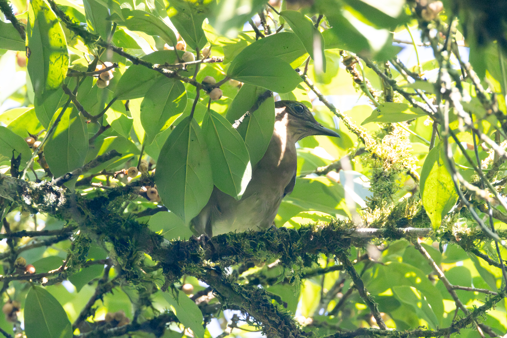 Pale-vented Thrush (Turdus obsoletus), photo 8