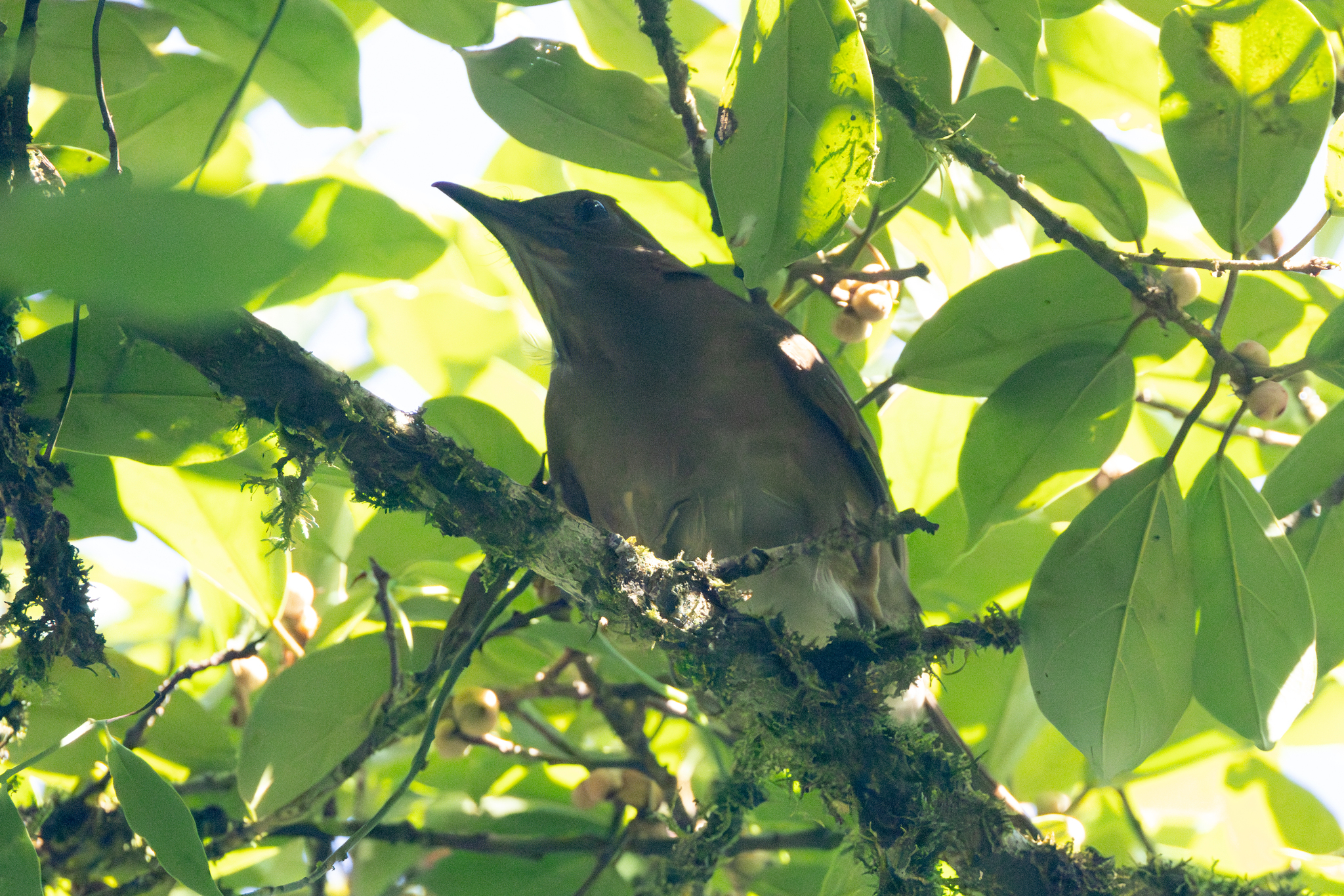 Pale-vented Thrush (Turdus obsoletus), photo 9