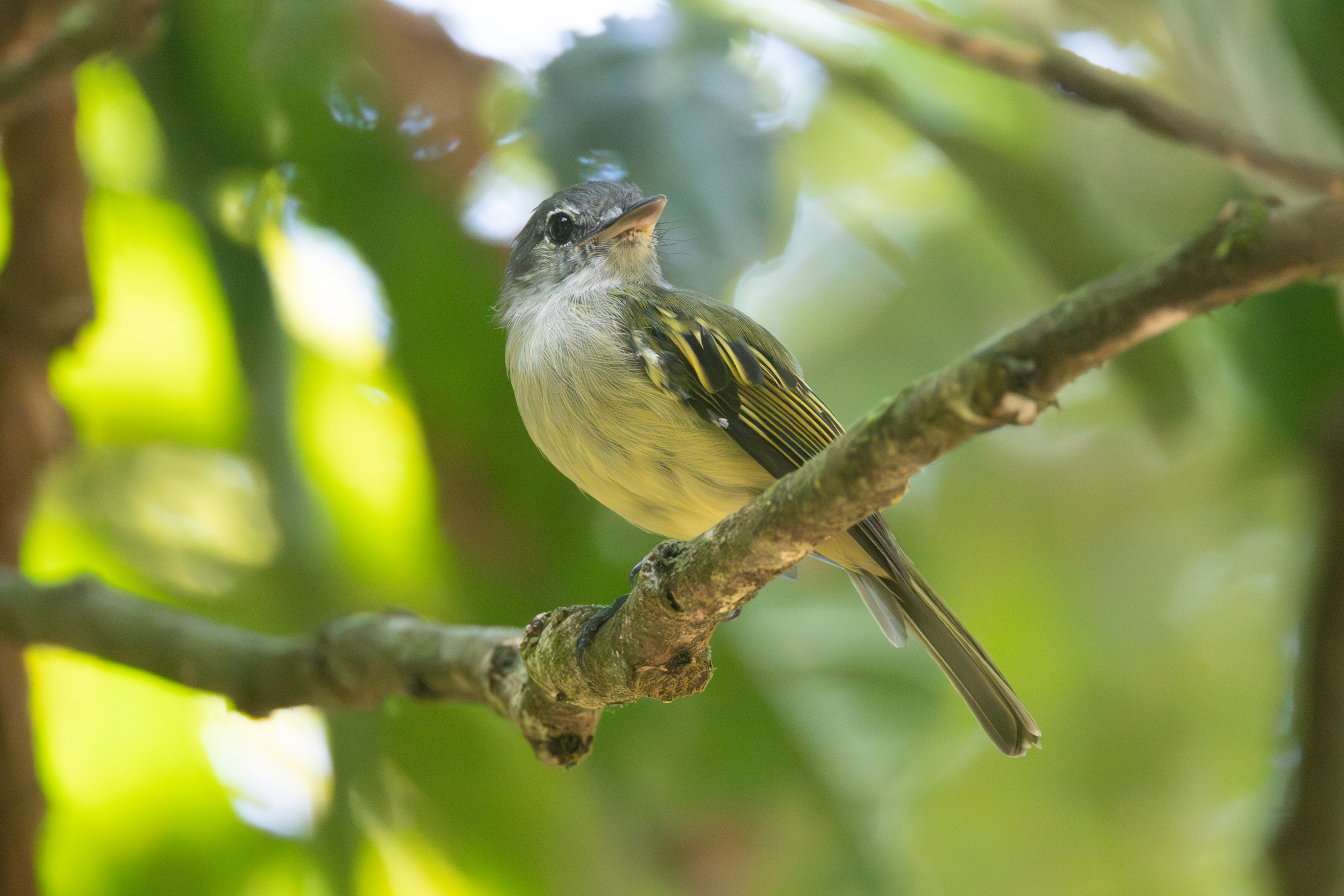 Yellow-margined Flatbill (Tolmomyias assimilis), photo 5