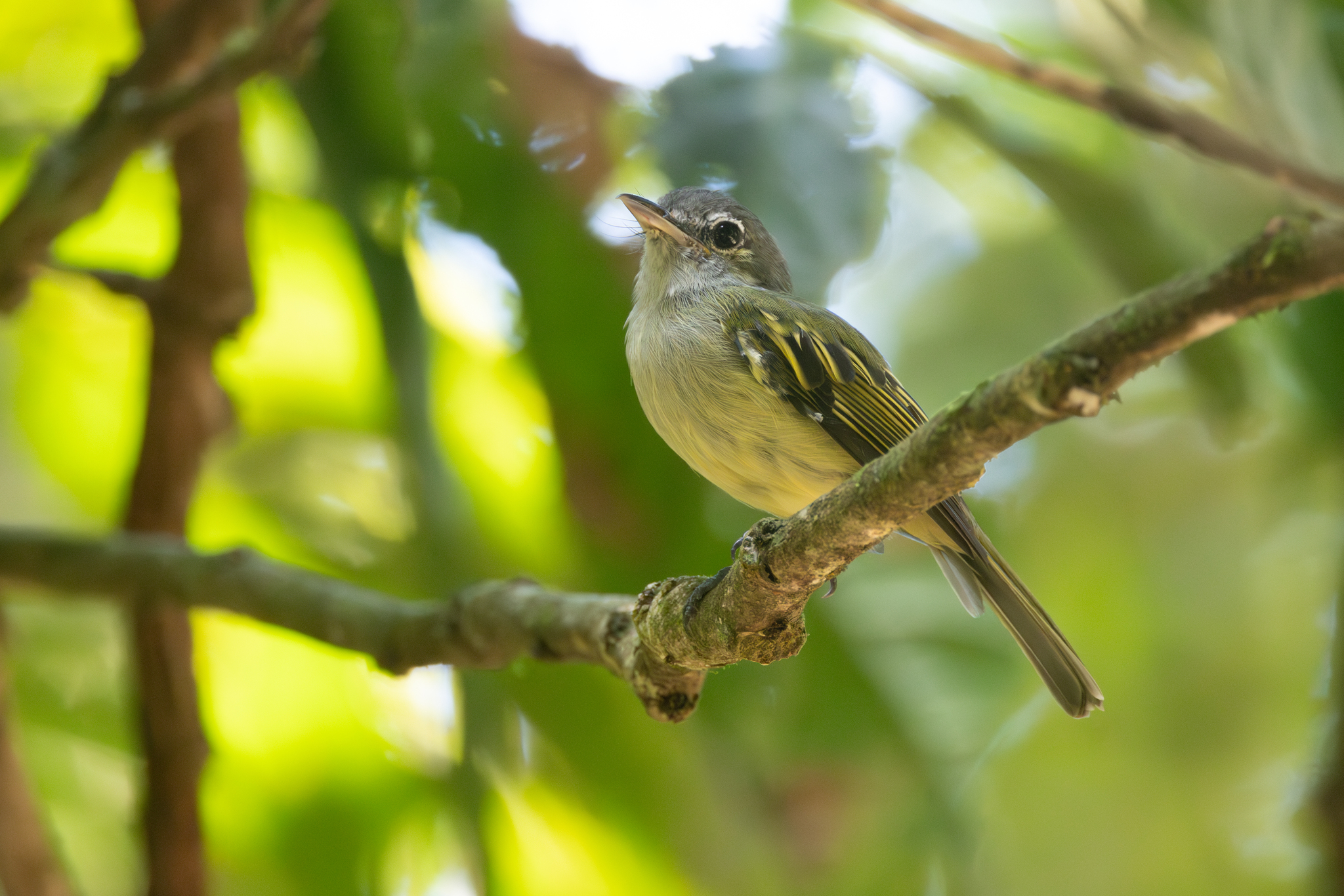 Yellow-margined Flatbill (Tolmomyias assimilis), photo 6