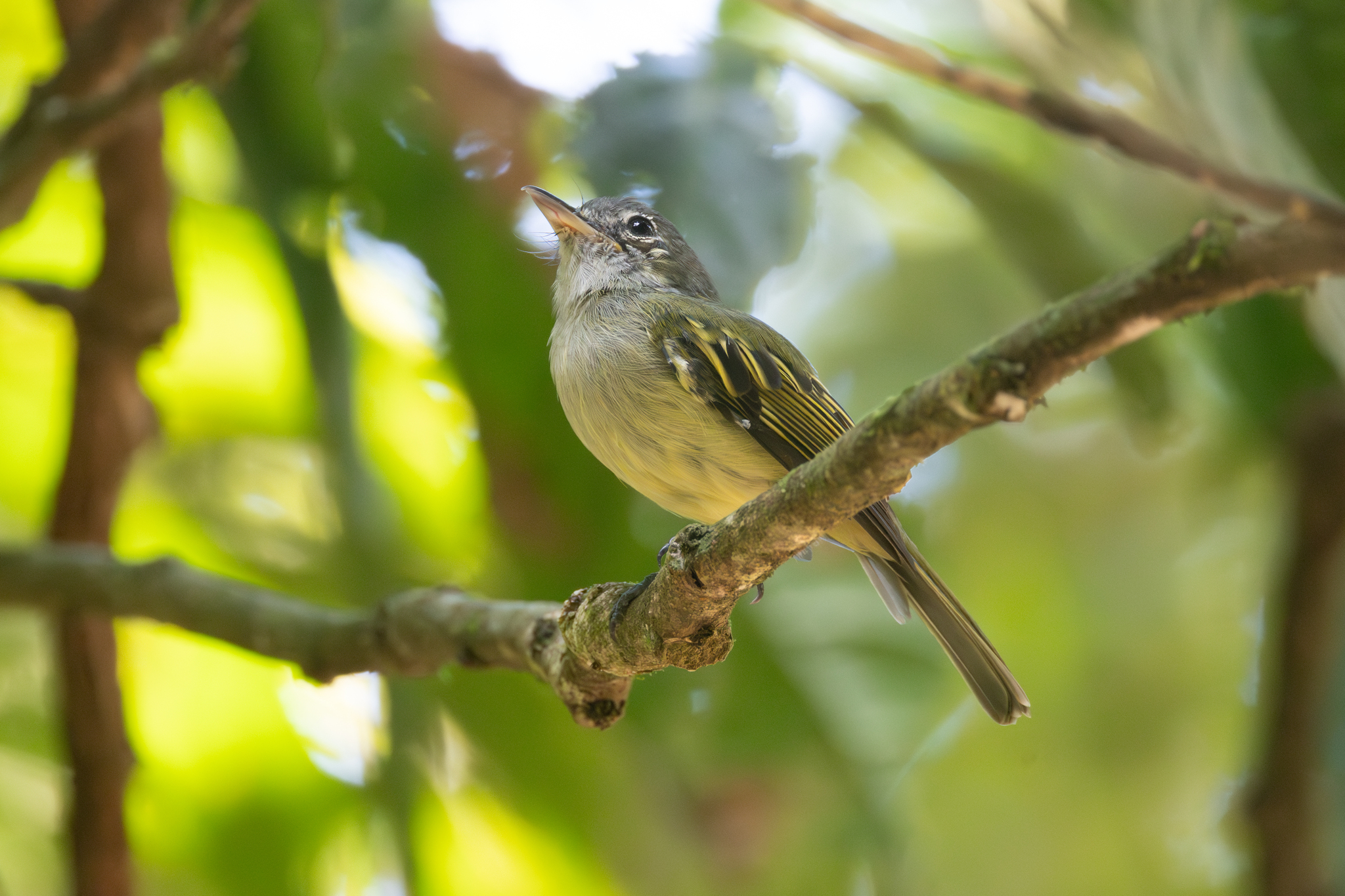 Yellow-margined Flatbill (Tolmomyias assimilis), photo 7