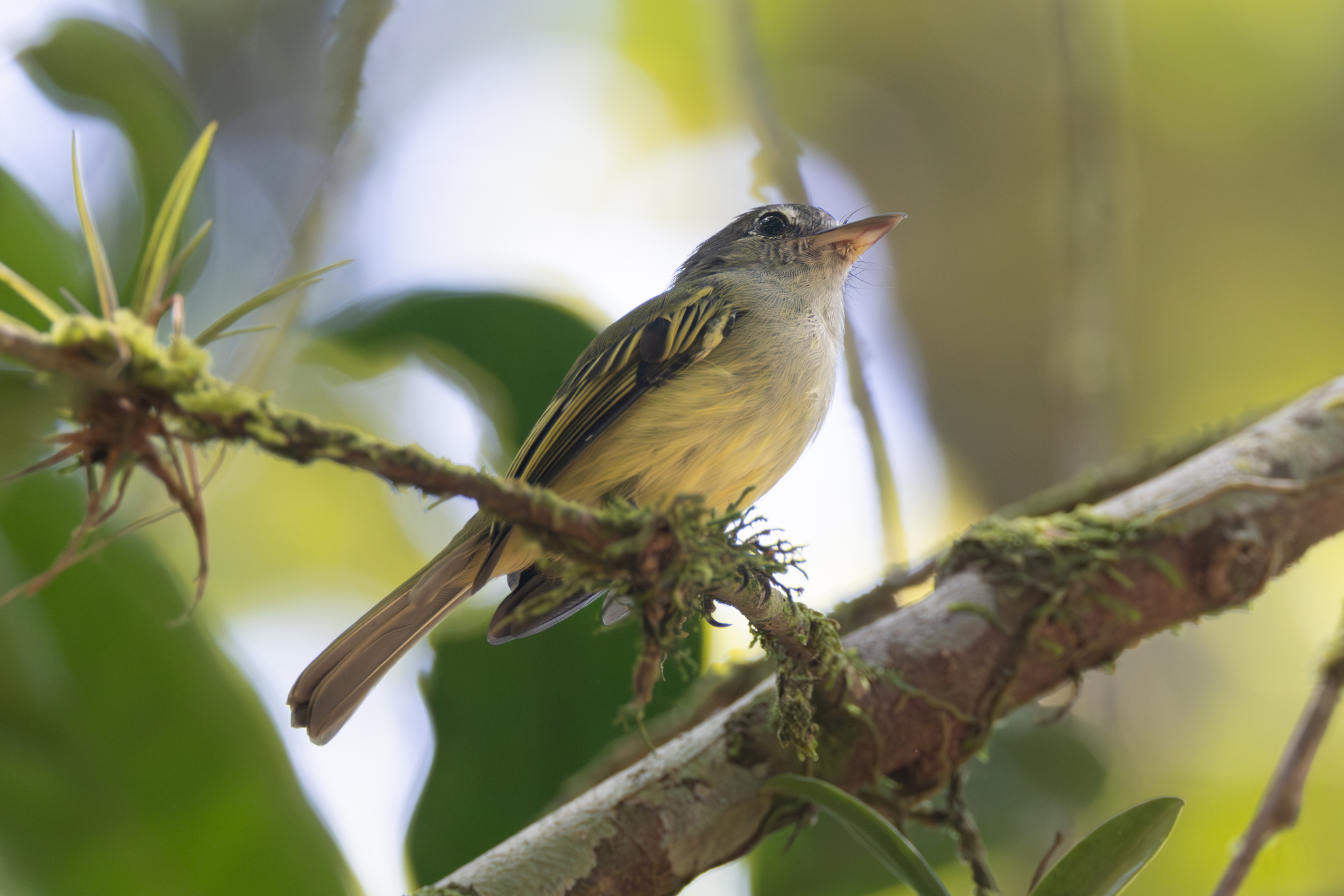 Yellow-margined Flatbill (Tolmomyias assimilis), photo 8