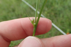 Scleria ciliata