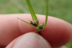 Scleria ciliata