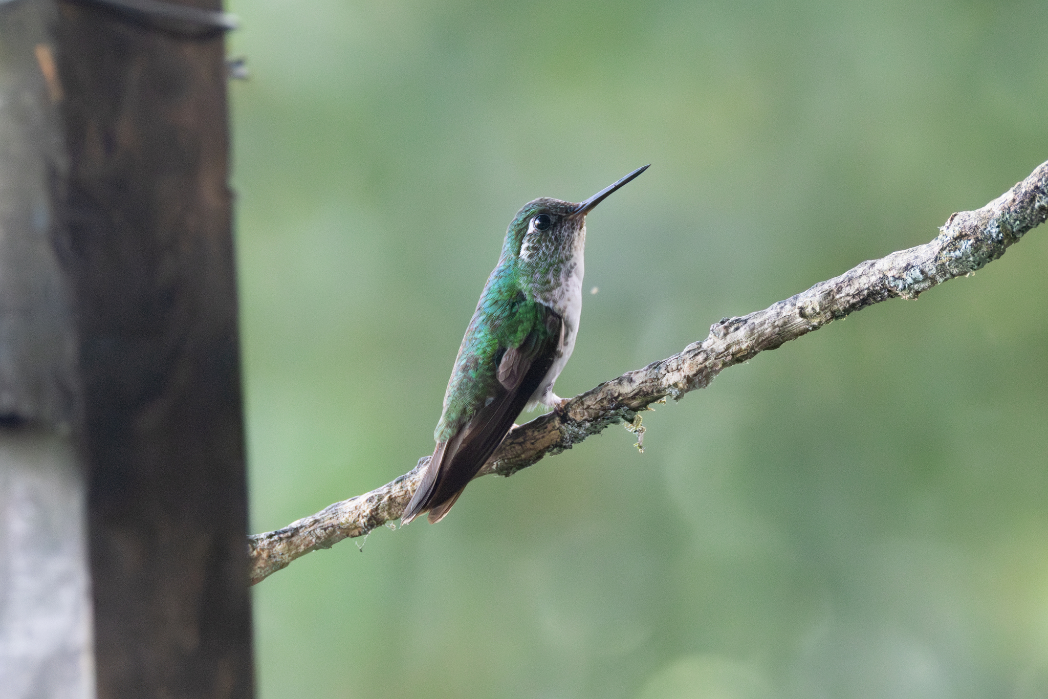 White-bellied Mountaingem (Lampornis hemileucus), photo 6