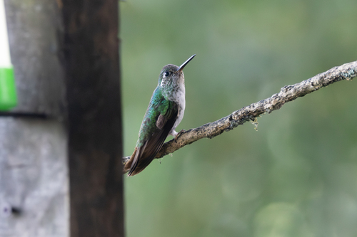White-bellied Mountaingem (Lampornis hemileucus), photo 9