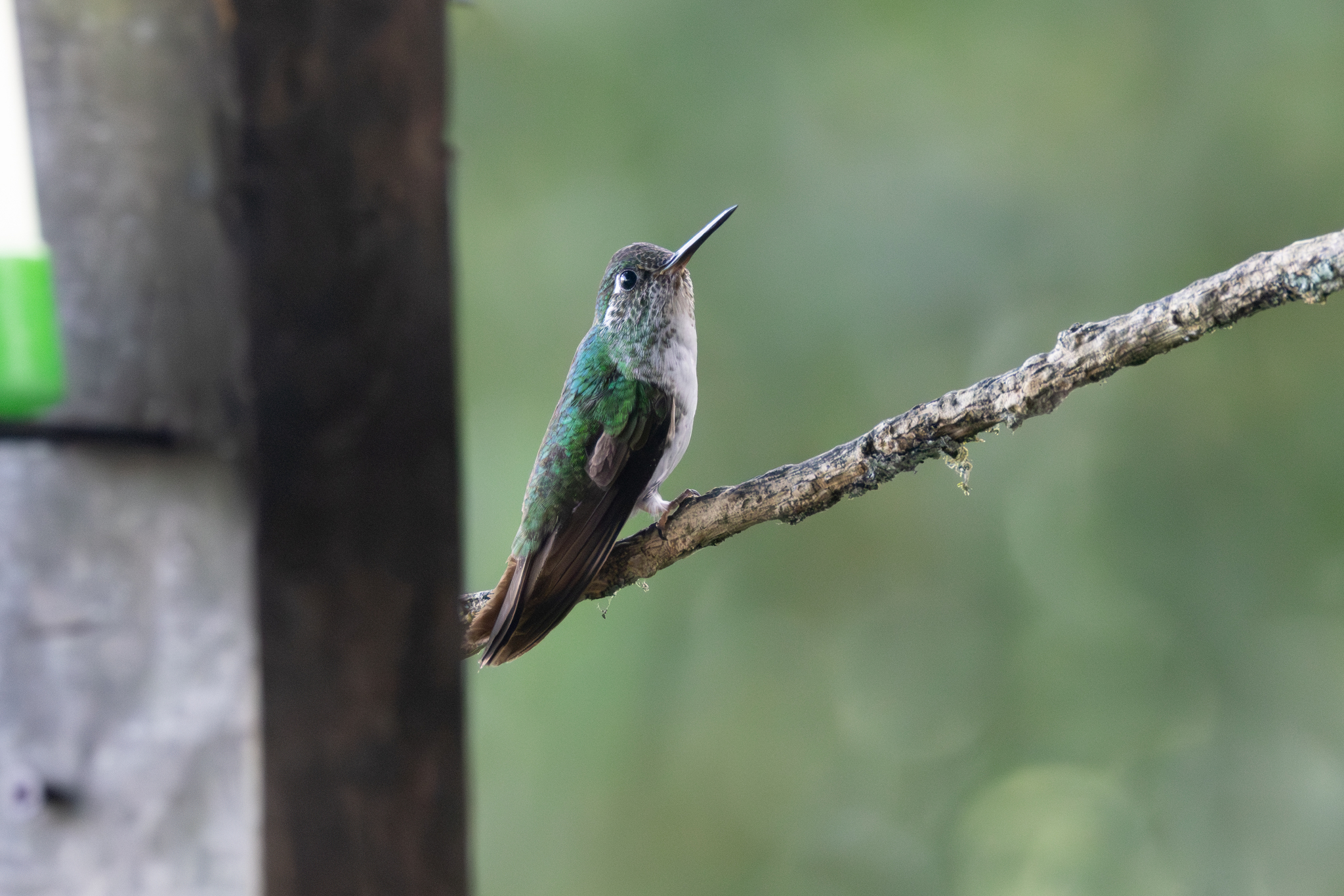 White-bellied Mountaingem (Lampornis hemileucus), photo 7