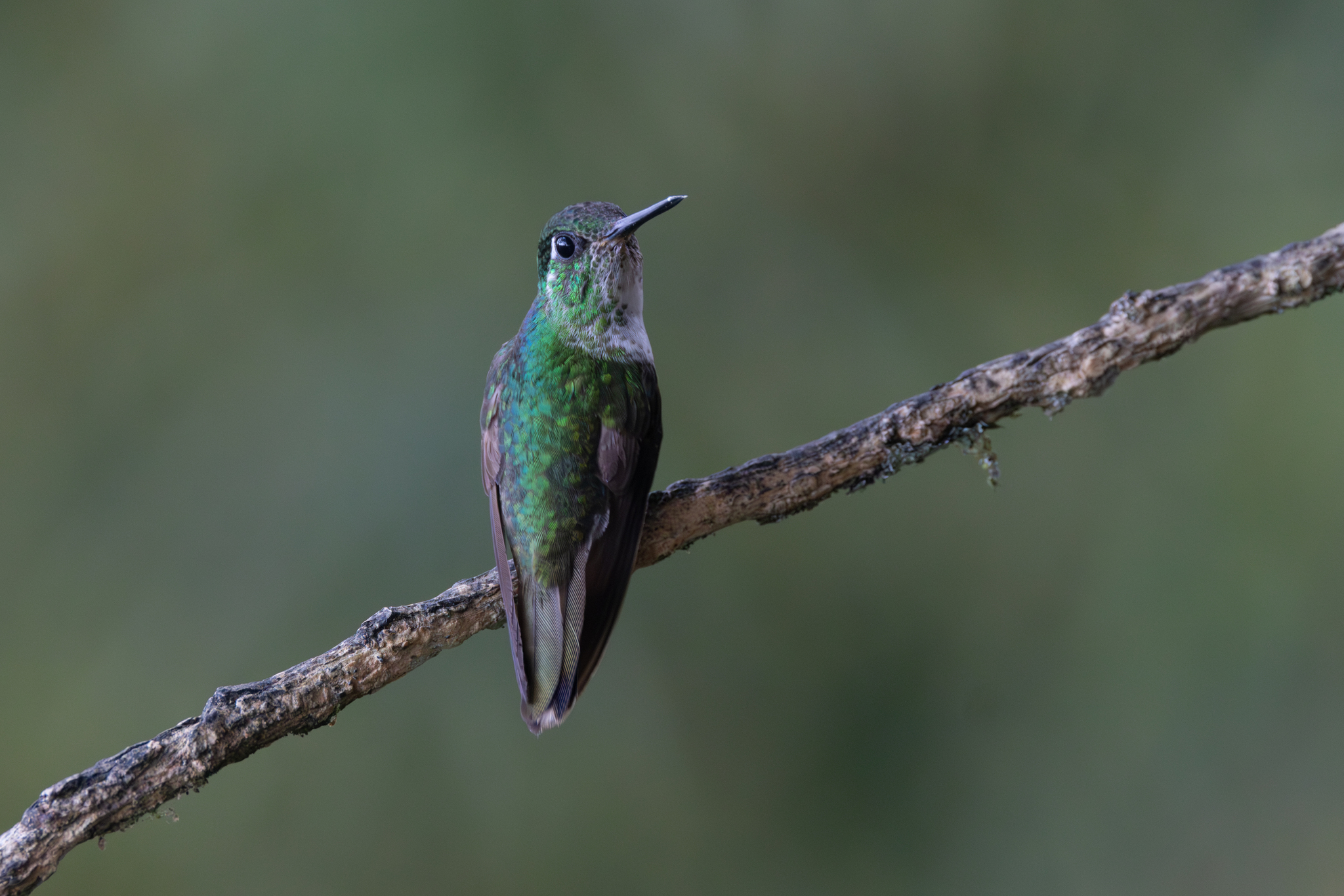 White-bellied Mountaingem (Lampornis hemileucus), photo 8