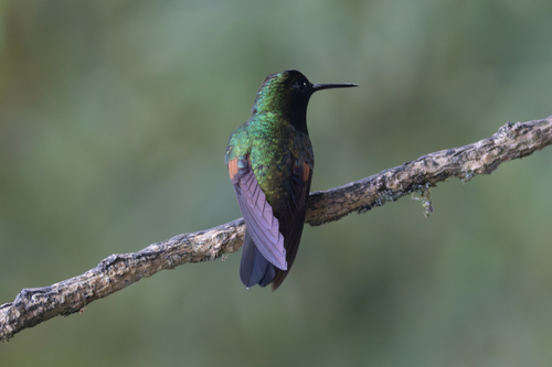 Black-bellied Hummingbird (Eupherusa nigriventris), photo 6