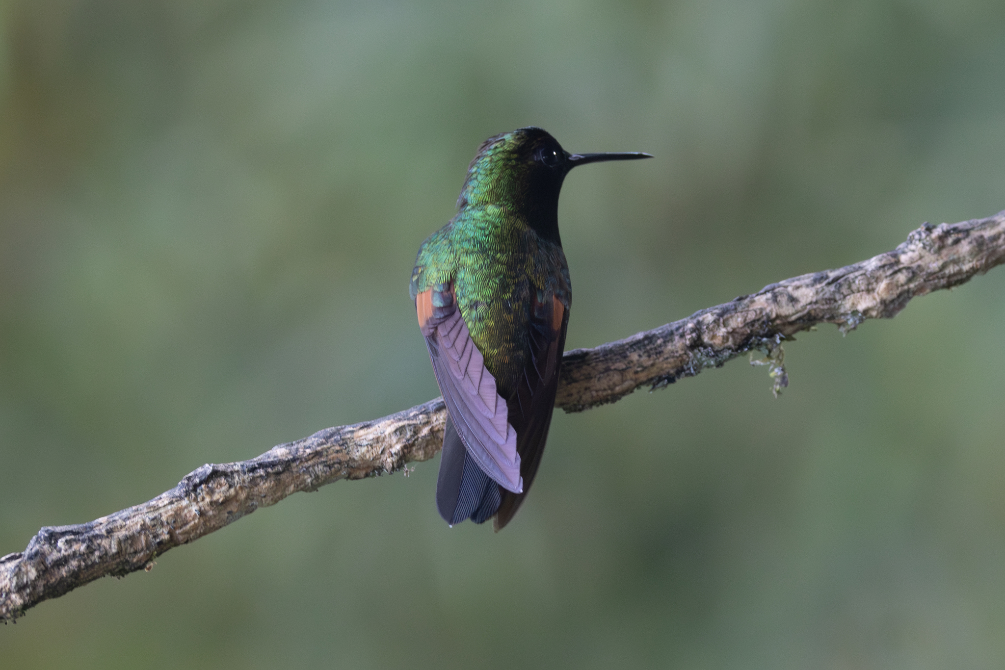 Black-bellied Hummingbird (Eupherusa nigriventris), photo 7