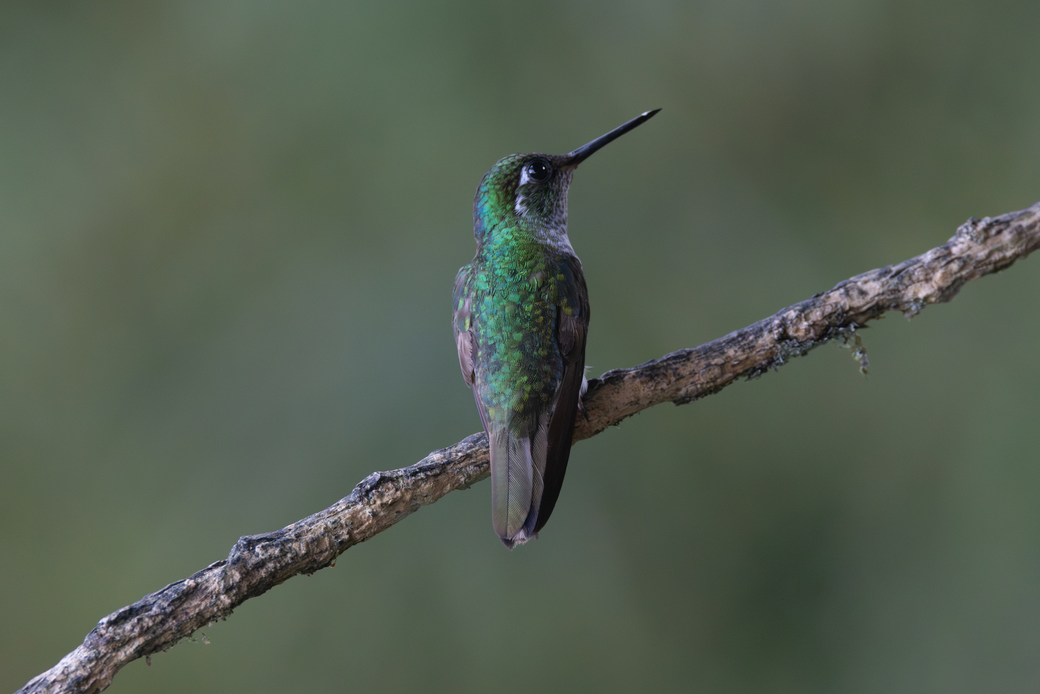 White-bellied Mountaingem (Lampornis hemileucus), photo 9
