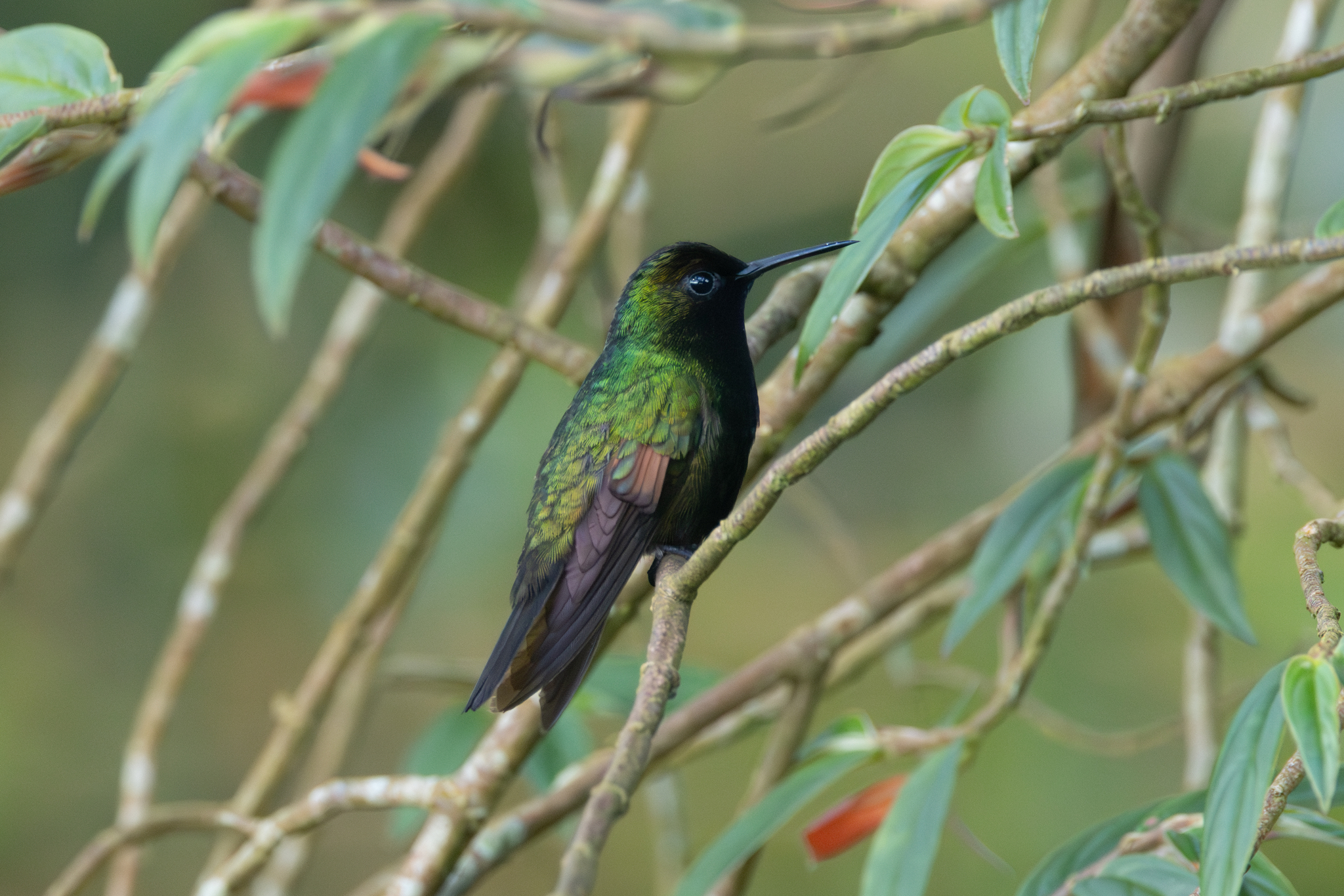 Black-bellied Hummingbird (Eupherusa nigriventris), photo 1