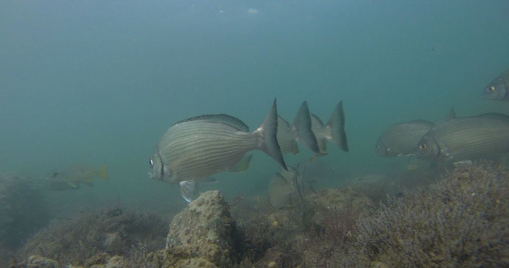 Karenteen Seabream