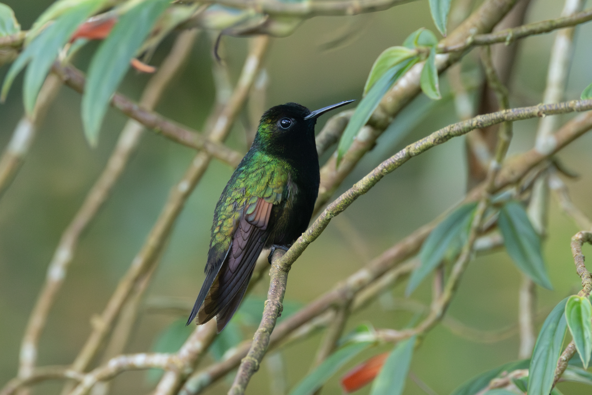 Black-bellied Hummingbird (Eupherusa nigriventris), photo 2