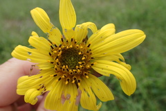 Silphium radula