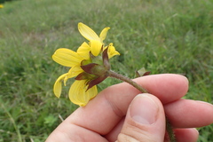 Silphium radula