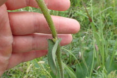 Silphium radula