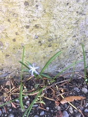 Scilla forbesii