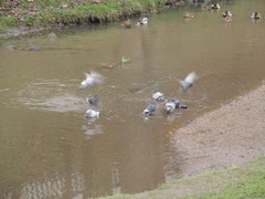 Columba livia domestica