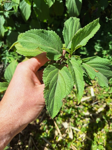 Image of Plectranthus ecklonii by (c) Oscar Dove, some rights reserved (CC BY)