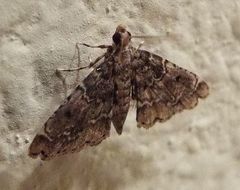 Sufetula diminutalis
