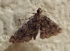 Sufetula diminutalis
