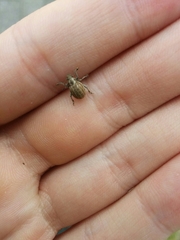 Philopedon plagiatum