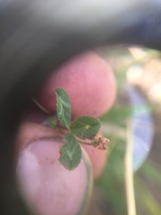 Trifolium gracilentum