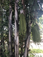 Caryota