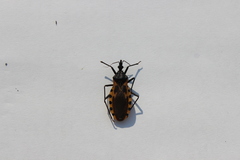 Triatoma dimidiata