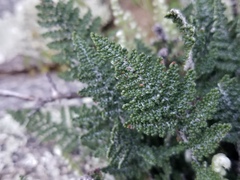 Myriopteris covillei