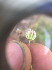 Trifolium gracilentum