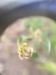 Trifolium gracilentum