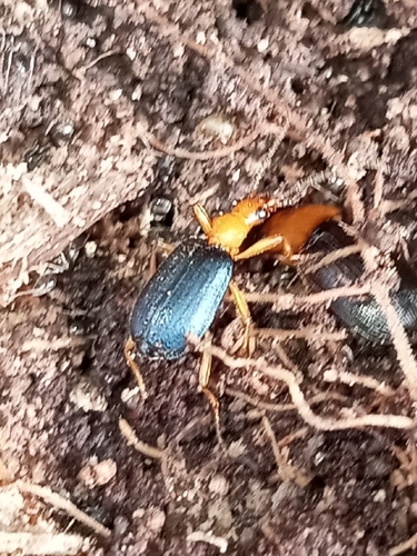 Large Foliage Ground Beetle photo 5