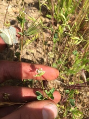 Trifolium gracilentum