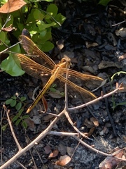 Libellula auripennis