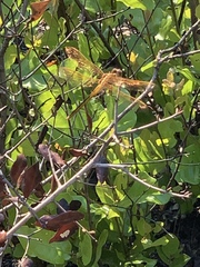 Libellula auripennis