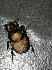Onthophagus vacca