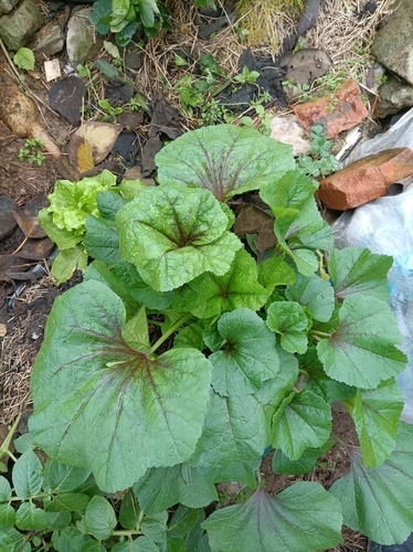 Malva verticillata iNat (3)