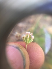 Trifolium gracilentum