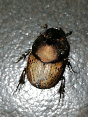Onthophagus vacca