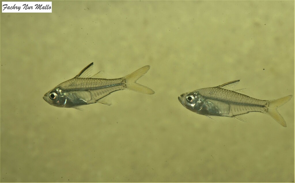Telkara Perchlet (Ambassis vachellii)